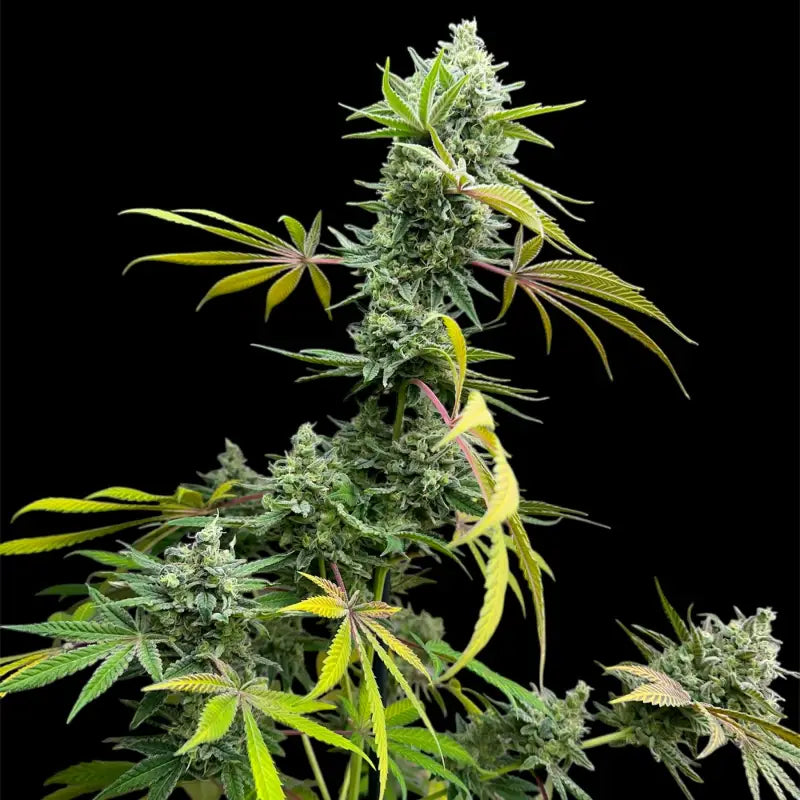 Remintz© semi f1 reg terpyz mutant genetics hybrid cannabis