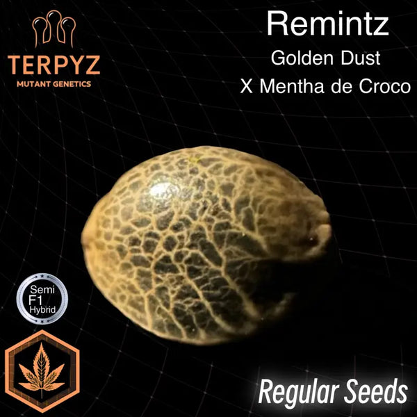 Remintz© semi f1 reg terpyz mutant genetics cannabis seeds