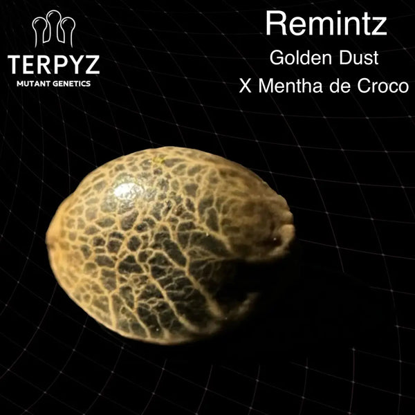 Remintz - regular mutant hybrid seeds terpyz genetics