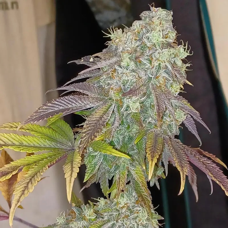 Rsv11© fem terpyz mutant genetics feminized cannabis seeds