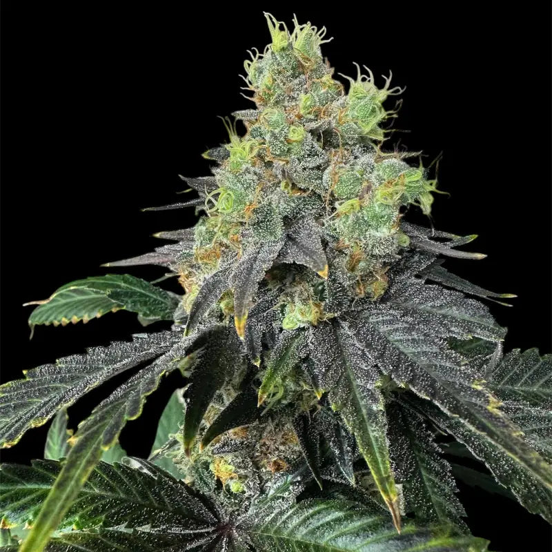 Rsv11© fem terpyz mutant genetics feminized cannabis seeds