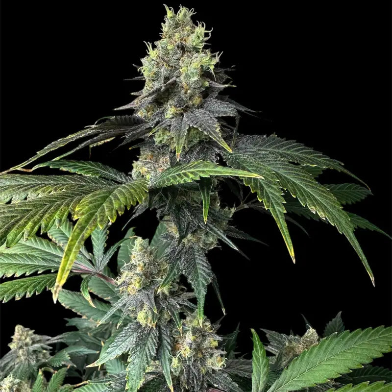 Rsv11© fem terpyz mutant genetics feminized cannabis seeds