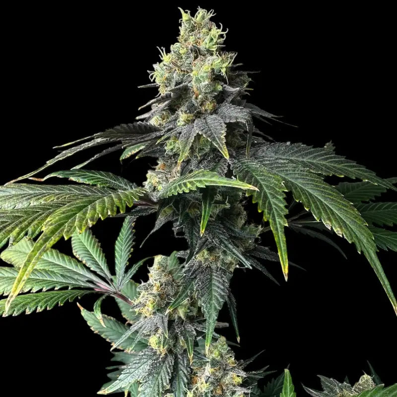 Rsv11© fem terpyz mutant genetics feminized cannabis seeds