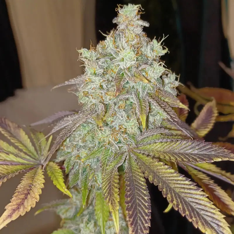 Rsv11© fem terpyz mutant genetics feminized cannabis seeds