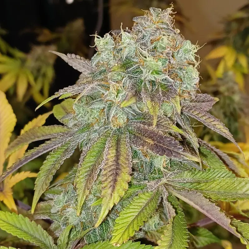 Rsv11© fem terpyz mutant genetics feminized cannabis seeds