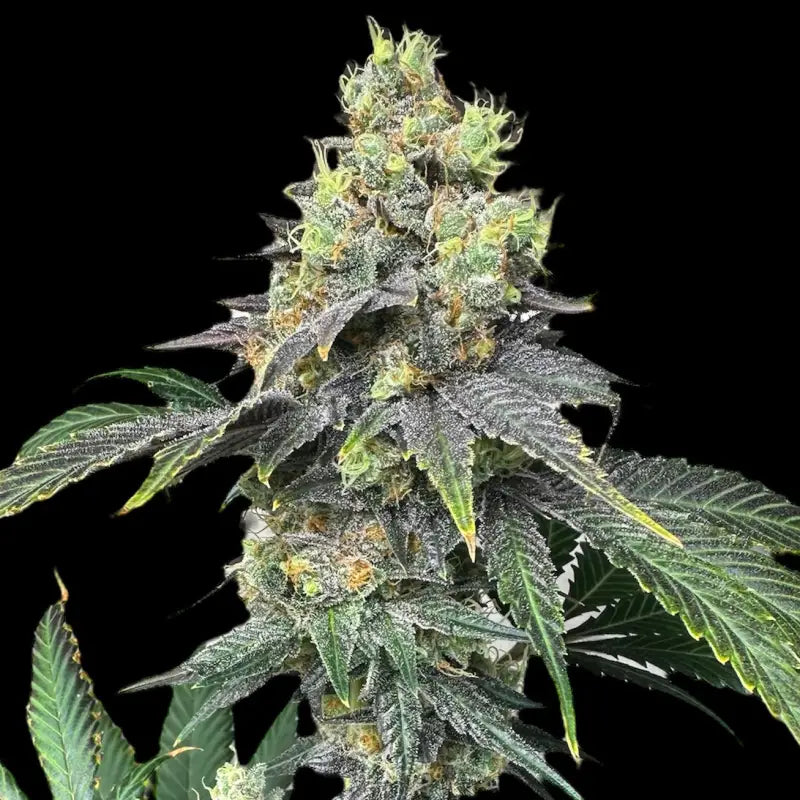 Rsv11© fem terpyz mutant genetics feminized cannabis seeds