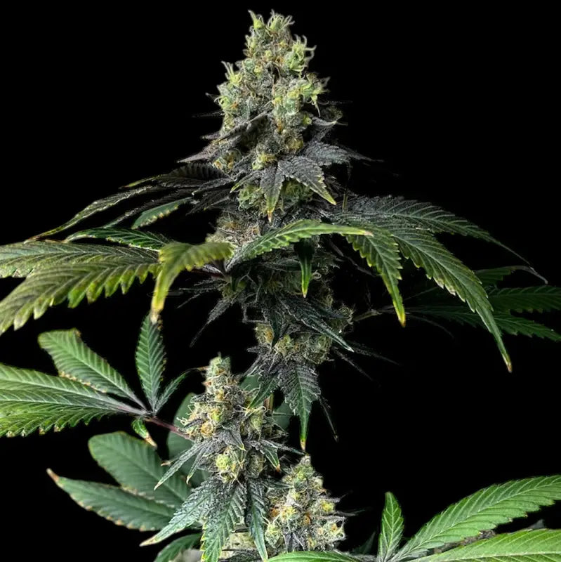 Rsv11© fem terpyz mutant genetics feminized cannabis seeds