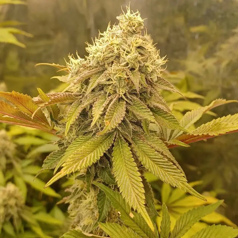 Rsv11© fem terpyz mutant genetics feminized cannabis seeds