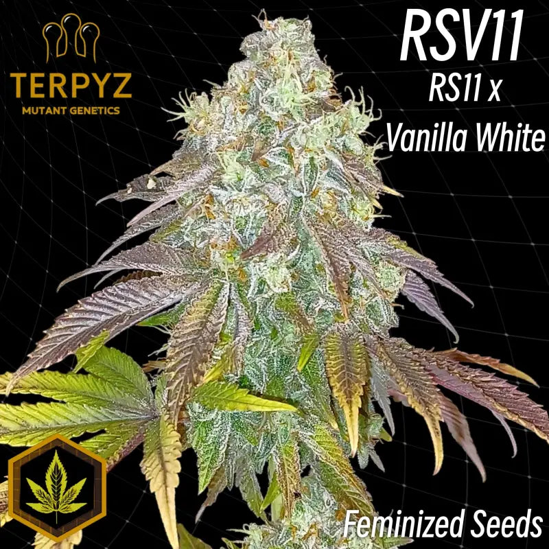 Rsv11© fem terpyz mutant genetics feminized cannabis seeds