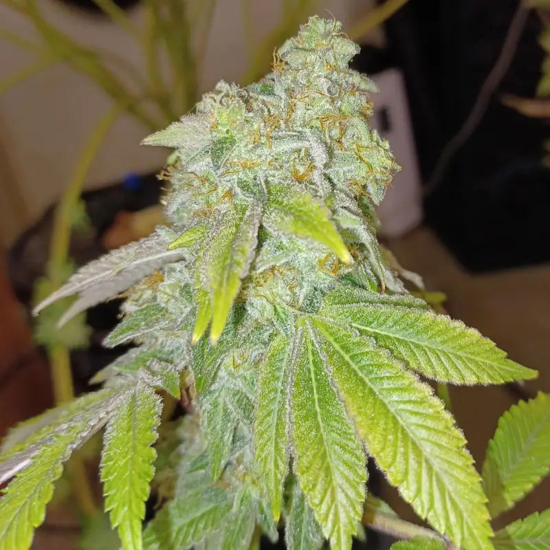 Rsv11© fem terpyz mutant genetics feminized cannabis seeds