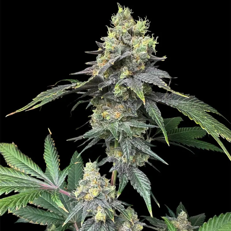 Rsv11© fem terpyz mutant genetics feminized cannabis seeds