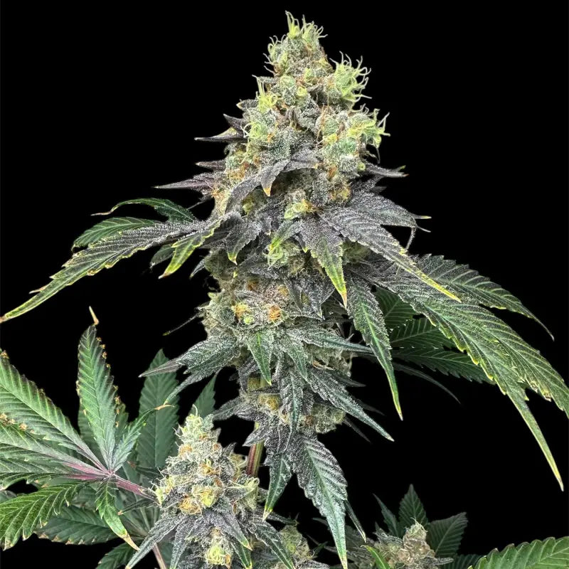 Rsv11© fem terpyz mutant genetics feminized cannabis seeds