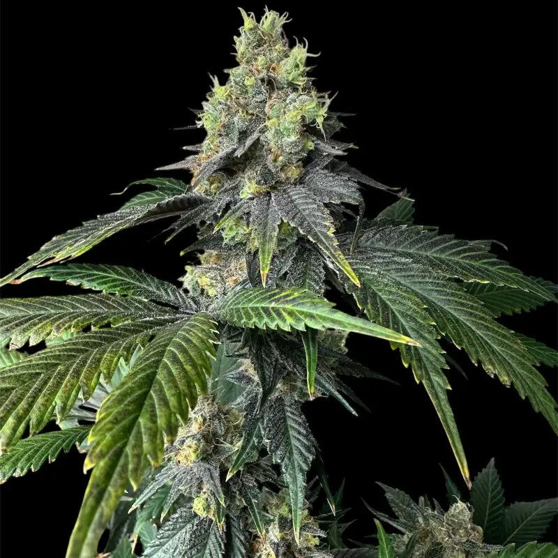 Rsv11© fem terpyz mutant genetics feminized cannabis seeds