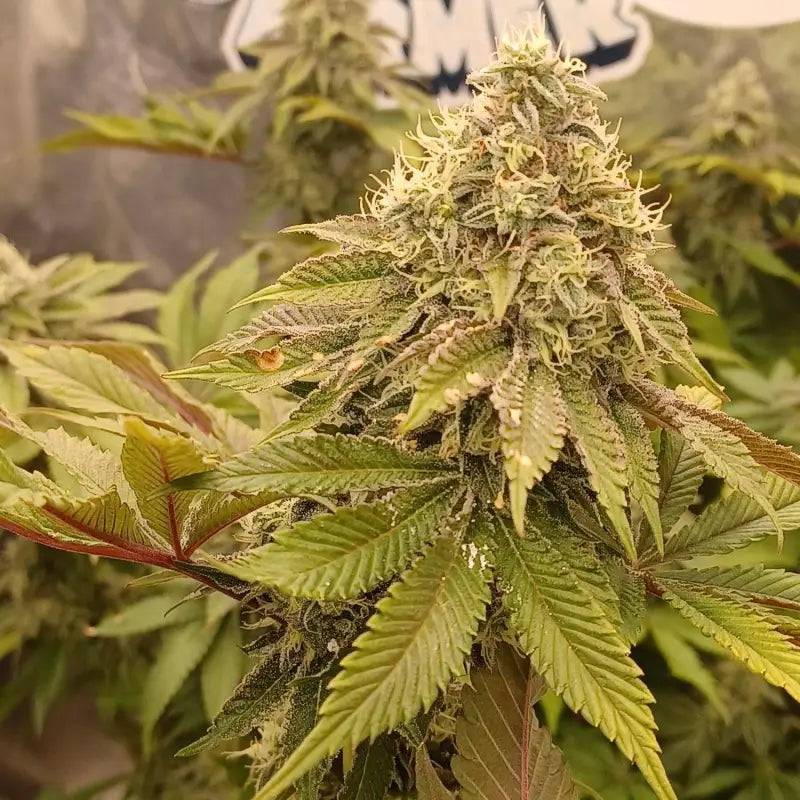 Rsv11© fem terpyz mutant genetics feminized cannabis seeds