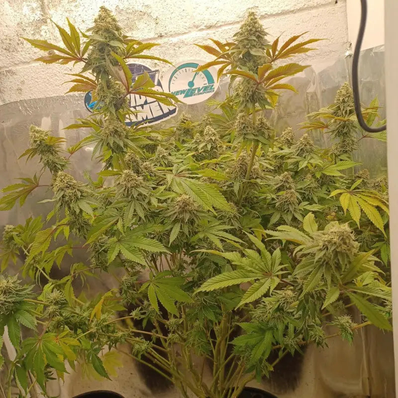 Rsv11© fem terpyz mutant genetics feminized cannabis seeds