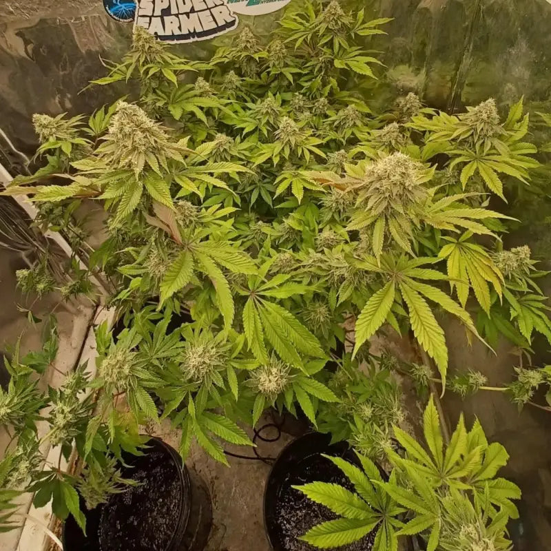 Rsv11© fem terpyz mutant genetics feminized cannabis seeds