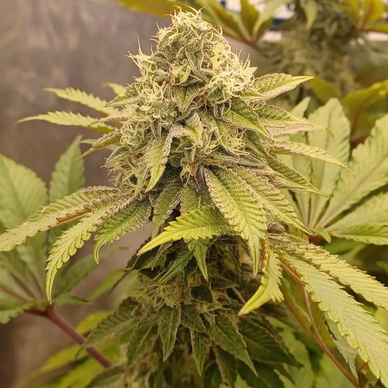 Rsv11© fem terpyz mutant genetics feminized cannabis seeds