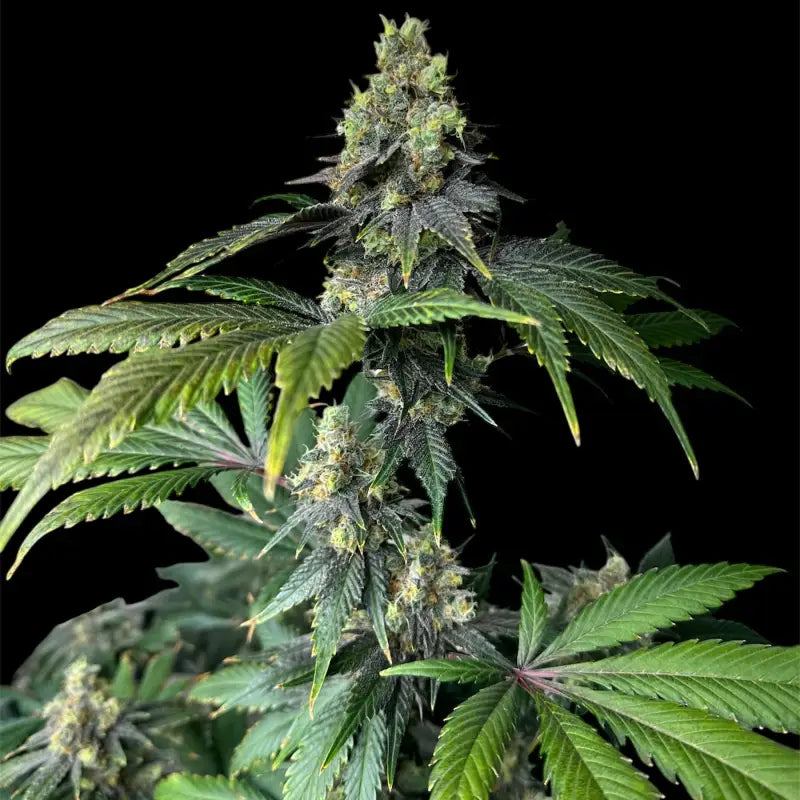 Rsv11© fem terpyz mutant genetics feminized cannabis seeds