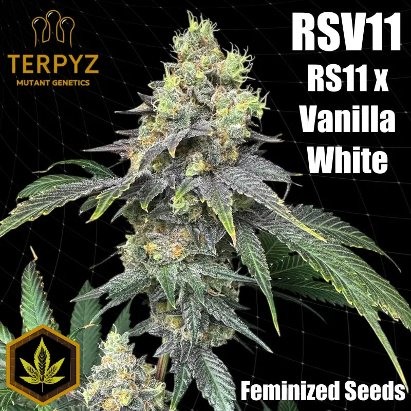 Rsv11© fem terpyz mutant genetics feminized cannabis seeds