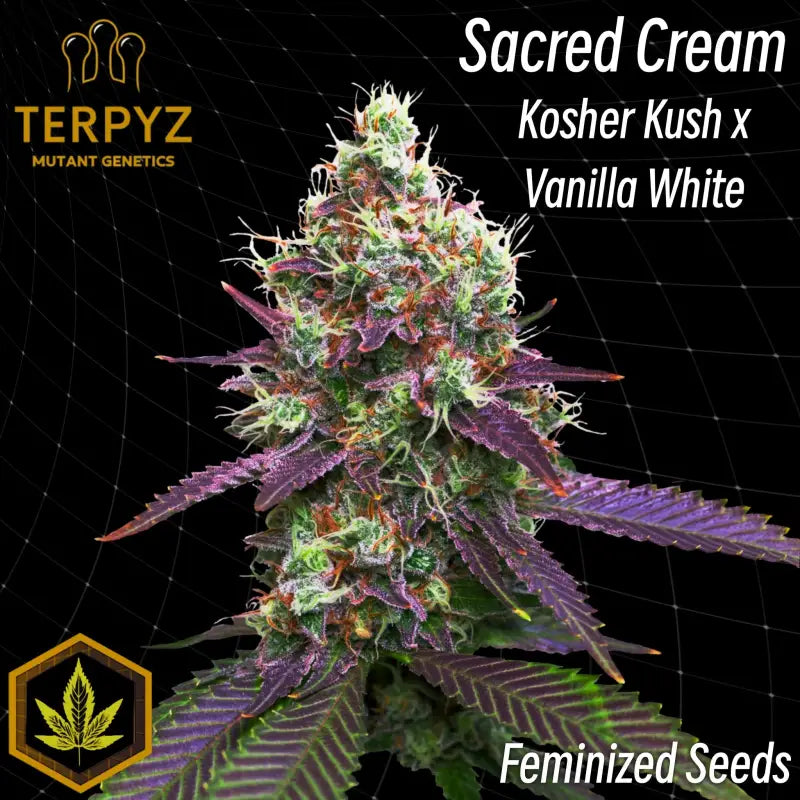 Sacred cream© fem terpyz feminized cannabis seeds feminised