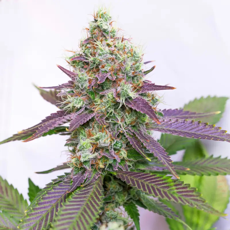Sacred cream© fem terpyz feminized cannabis seeds feminised