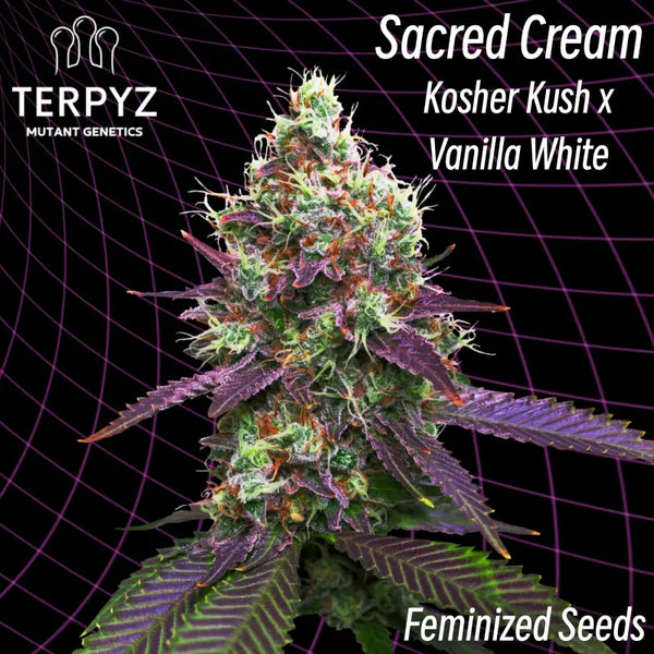Sacred cream (feminized cannabis seeds) terpyz feminized