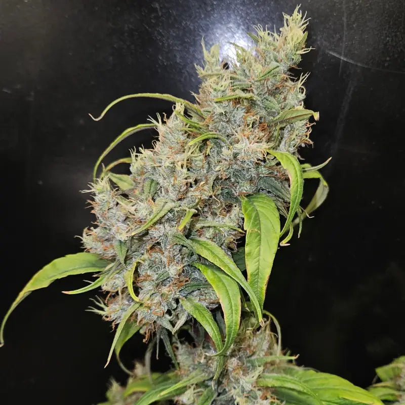 Sour curry ad© mutant reg terpyz genetics cannabis seeds