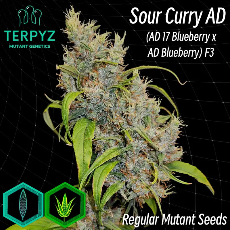 Sour curry ad© mutant reg terpyz genetics cannabis seeds