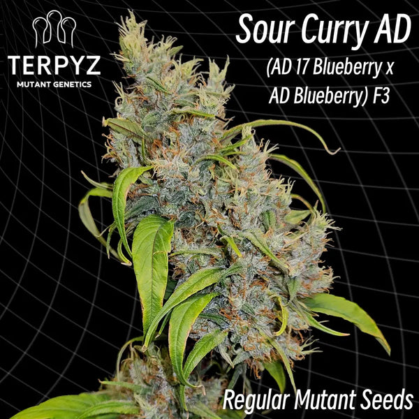 Sour curry ad ’smooth-edged single leaves’ (regular