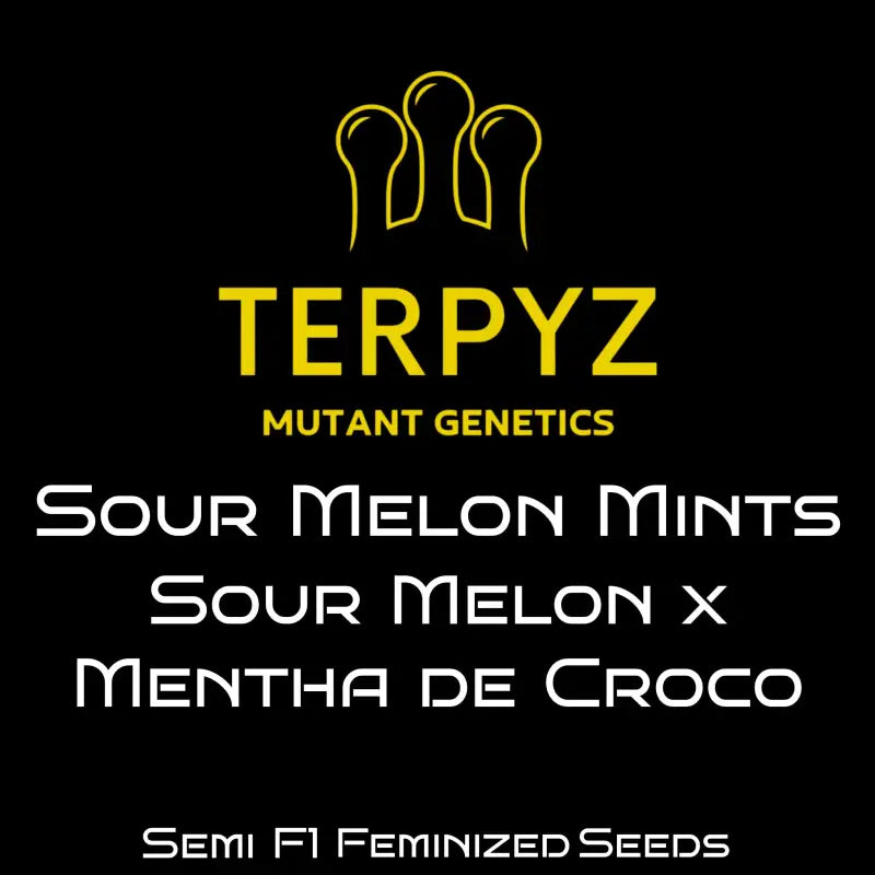 Sour melon mints terpyz upcoming strains