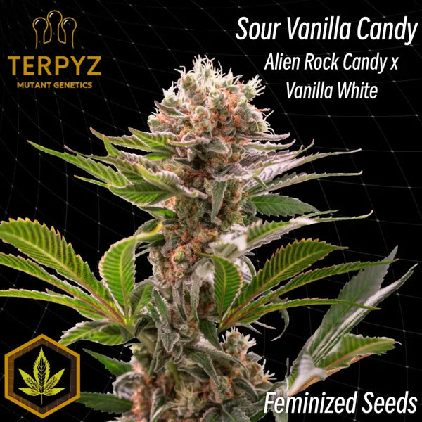 Sour vanilla candy© fem terpyz feminized cannabis seeds