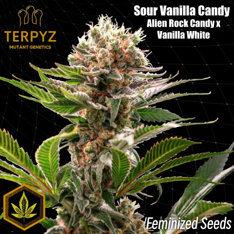 Sour vanilla candy© fem terpyz feminized cannabis seeds