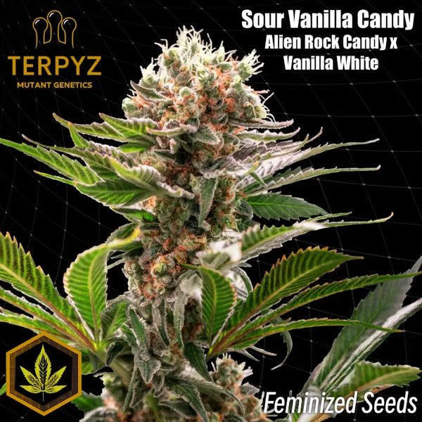 Sour vanilla candy© fem terpyz feminized cannabis seeds
