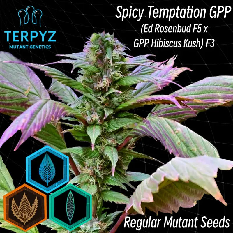 Spicy temptation gpp© mutant reg terpyz genetics cannabis