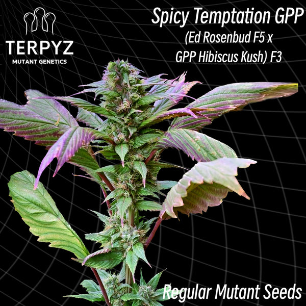 Spicy temptation gpp (regular mutant cannabis seeds) terpyz