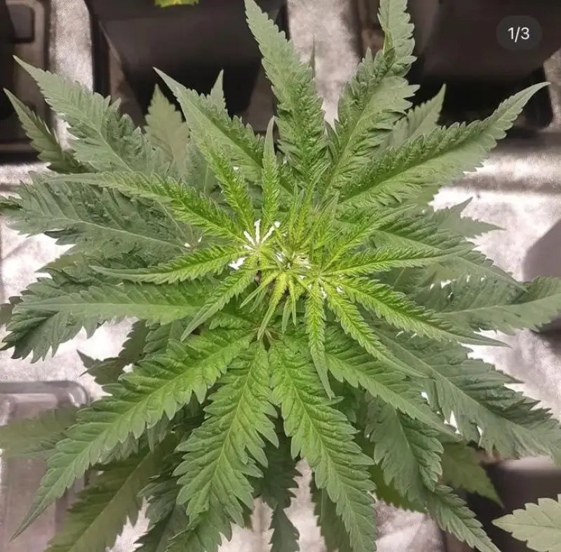 Supapac f1 - reg kalyseeds mutant cannabis seeds sold out!