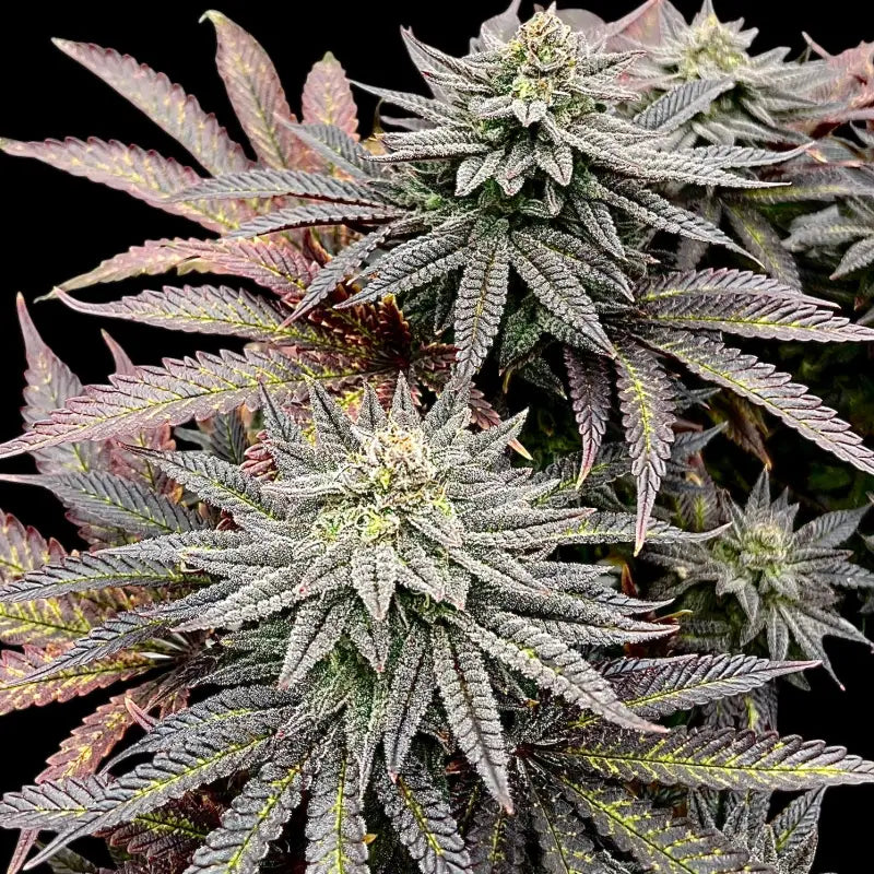 Super menthol haze© fem terpyz feminized cannabis seeds