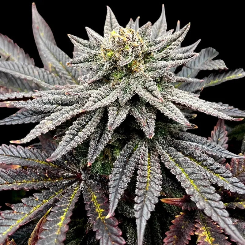 Super menthol haze© fem terpyz feminized cannabis seeds