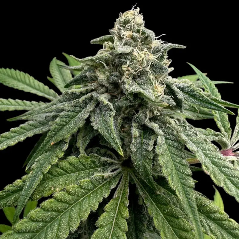Super menthol haze© fem terpyz feminized cannabis seeds