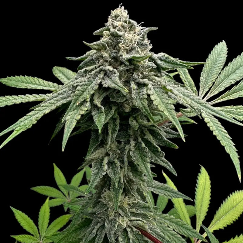 Super menthol haze© fem terpyz feminized cannabis seeds