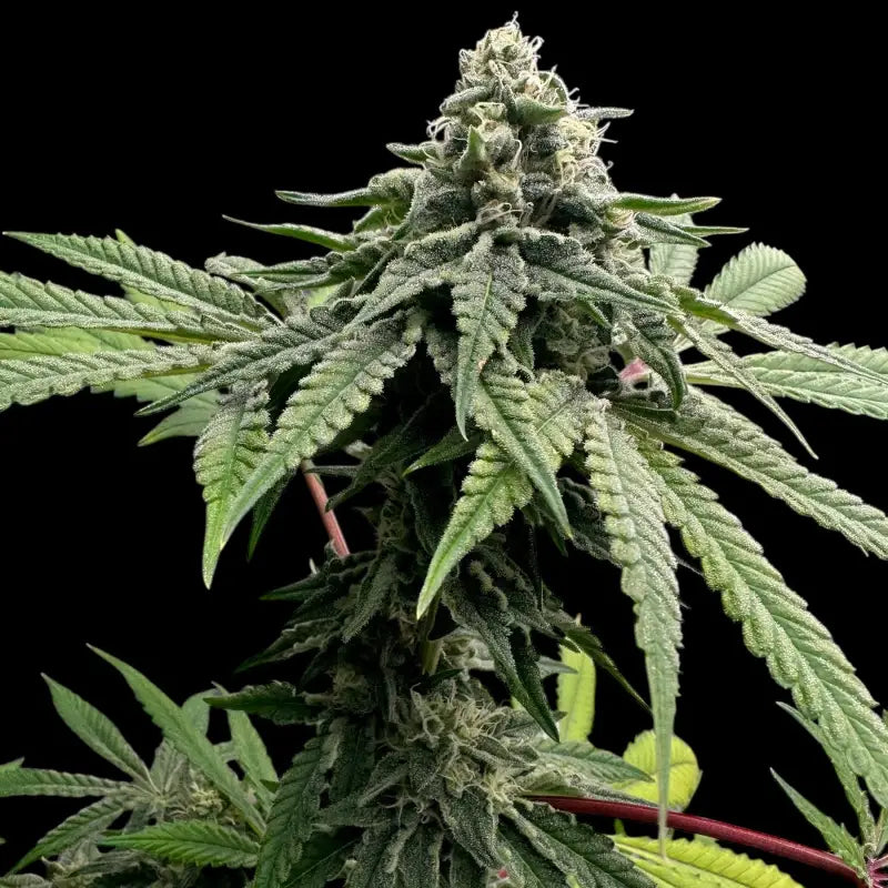 Super menthol haze© fem terpyz feminized cannabis seeds