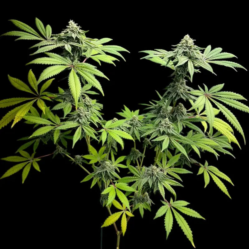 Super menthol haze© fem terpyz feminized cannabis seeds