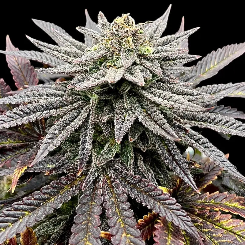 Super menthol haze© fem terpyz feminized cannabis seeds