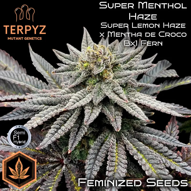Super menthol haze© fem terpyz mutant genetics regular