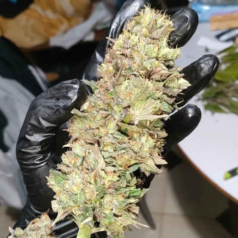 Swag mdc terpyz mutant cannabis seeds