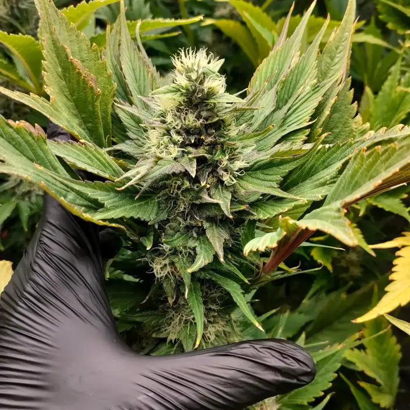 Swag mdc terpyz mutant cannabis seeds