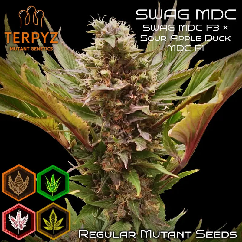 Swag mdc terpyz mutant cannabis seeds