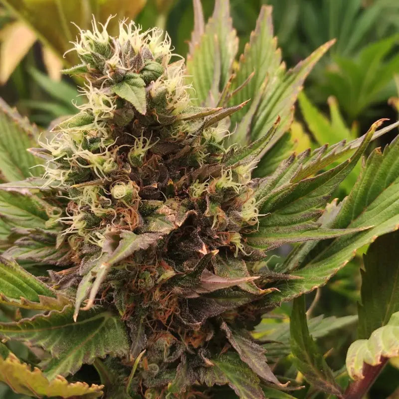 Swag mdc terpyz mutant cannabis seeds