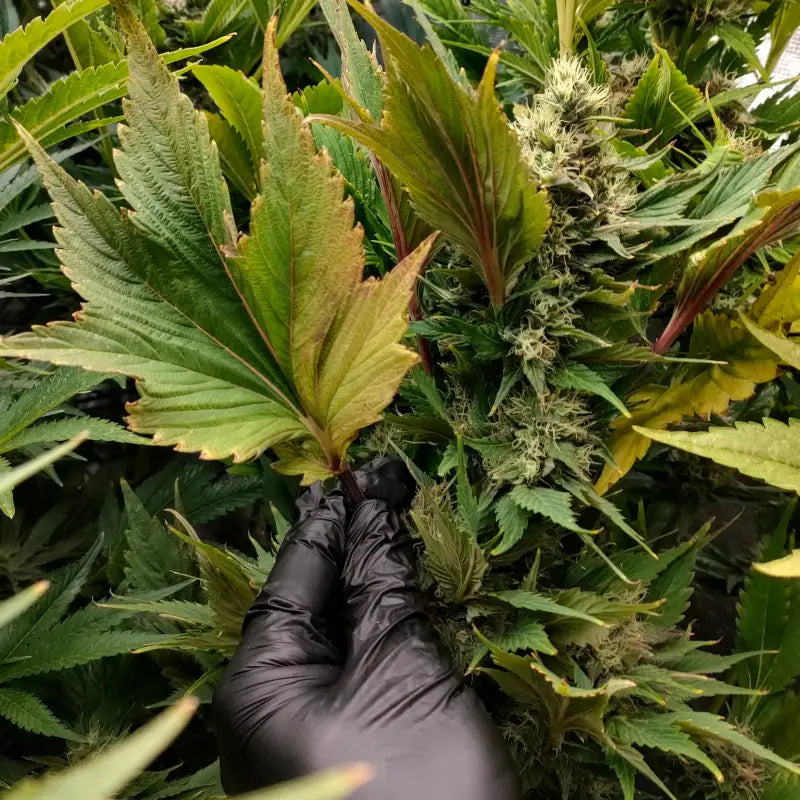 Swag mdc terpyz mutant cannabis seeds