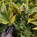 Swag mdc terpyz mutant cannabis seeds